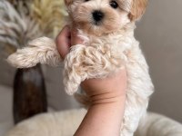 Maltipoo Yavru Köpekler