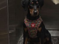 4 aylık yavru doberman aşıları tam kuyruk estetikli