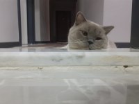 british shorthair kısır kedimiz için yuva arıyoruz