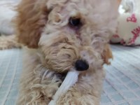 Poodle Yuvam olmak istermisin