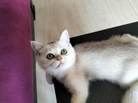 Safkan British Shorthair mükemmel bir gen taşıyor