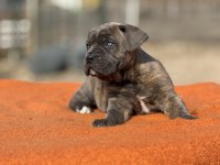 Dev Cane Corso Yavrularımız