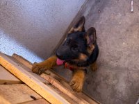 Safkan alman çoban köpeği