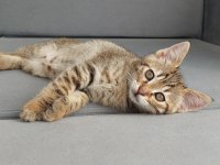 PLAYER KEDİMİZ YUVASINI ARIYOR