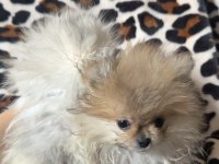Dişi pomeranian yavrular