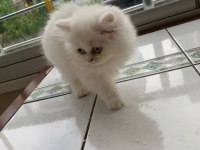 Kedi yavru british longhair dişi erkek