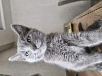 Kedimiz acil sahip aranıyor