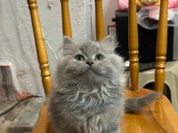 Erkek British Longhair