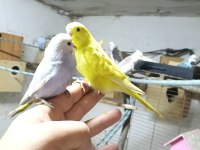 Konuşturmalık bebek muhabbet kuşlar