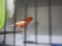 Sahibinden Üretim Ötüm Kanaryaları