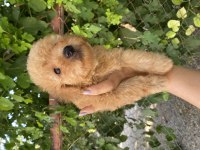 Apricot poodle erkek