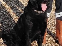 Yetişkin Temel İtaatli Alman Çoban Köpekler