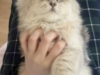 3.5 aylık british longhair erkek yavrum