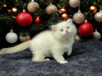 British Longhair Golden Point Erkek Yavru