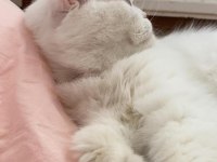 Sevimli uysal kedi