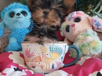Teacup Yorkshire Yavrular