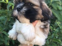 Shih tzu Yavru