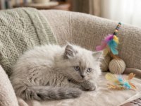 Yakışıklı Prens British Longhair
