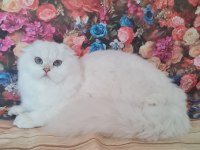 Scottish fold yavrular sahibinden