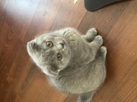 Safkan, oyuncu tuvalet eğitimli scottish fold yavrular!