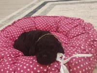 Bebek toy poodle 40 günlük