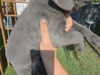2 ERKEK CANE CORSO SİYAH VE BLUE