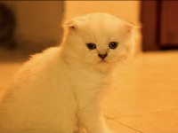 2 aylık scottish fold longhair blue point
