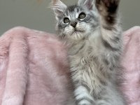 Maine coon erkek pet şecereli