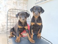 Doberman yavru köpeklerimiz