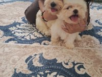 Yavru Maltese Köpekler