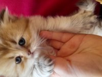 British longhair golden longhair dişi yavru
