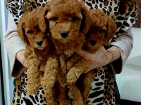 Kocaelide Poodle Dişi Bebekler