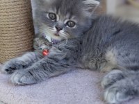Acil sahiplendirme 50 günlük british longhair