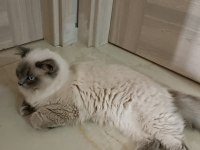 Yetişkin erkek british longhair