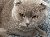 Scottish fold yavru