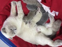 Irk garantili scottish fold ve british yavrularımız