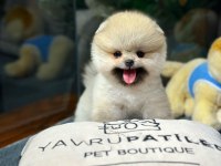 Gülen Surat Pomeranian Boo Yavrularımız
