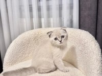 Scottish fold dişi blue point