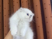 British Longhair Silver Point Erkek