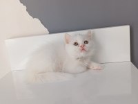 Beyaz saf kan british shorthair kedimiz