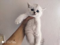 SAF KAN BRİTİSH KEDİLER