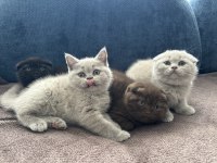Scottish fold kardeşler