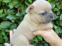 DizzyRascaL, Blue Fawn Quad taşıyıcı yavrularımız