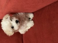 Kar Topu Gibi Dişi Terrier