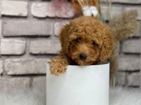 Tüy yumağı toy poodle yavrularım