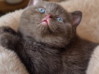 British Shorthair Cinnamon ve Chocolate Yavrular