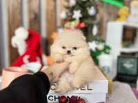 Pomeranian Boo Yavrular