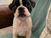 ANNE ALTINDAN ORJİNAL BABY FACE FRANSIZ BULLDOG