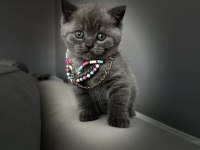 yavru scottish fold