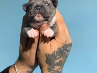 French bulldog yavrularımız ırk garantilidir